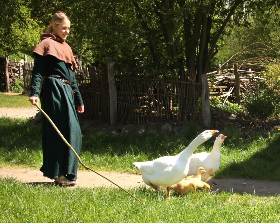 Die Gössel sind gekommen…